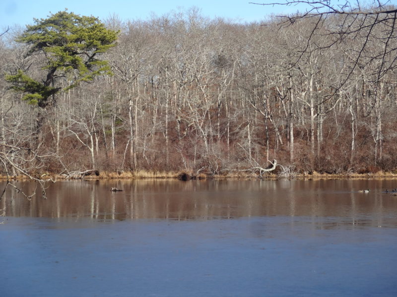 Secret Martha's Vineyard - Duarte's Ponds and Blackwater Pond - The ...