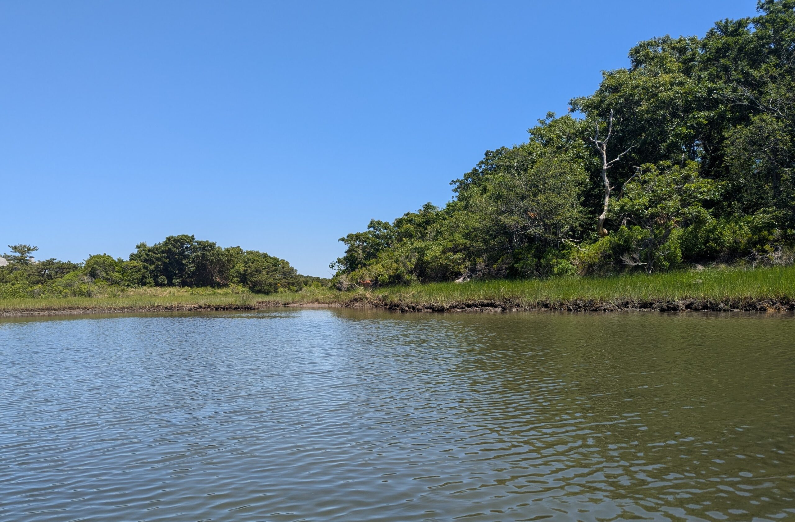 Southern bank on Lake Tashmoo