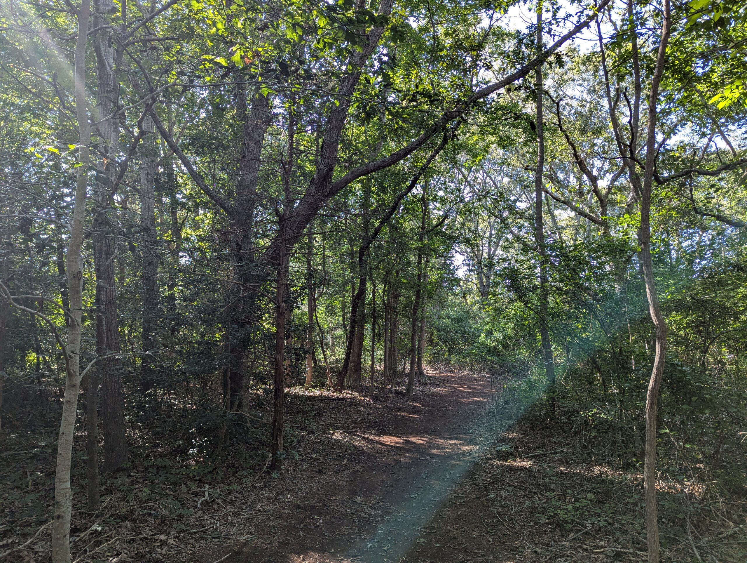 Path through woodland